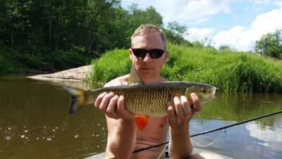 chub — Širvinta