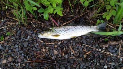 Brown Trout, 0.3 kg — South River Lake