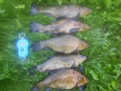 Tench ×5 — Telšių sodininkų bendrija
