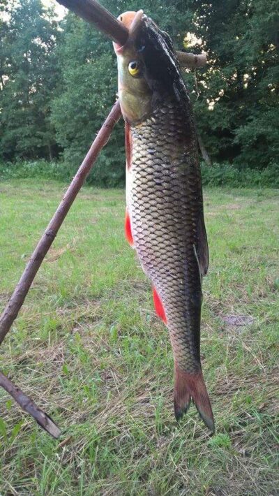 chub, 0.3 kg — Ančia