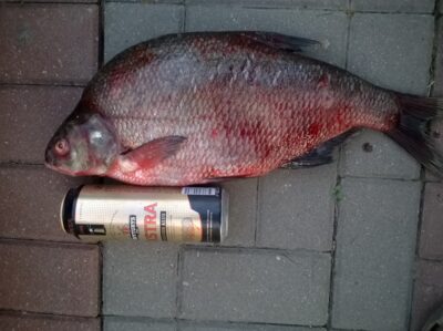 Carp bream, 2.5 kg — Kaunas reservoir
