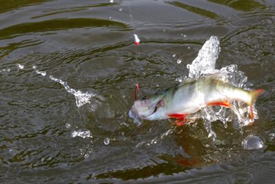 Eurasian perch, 0.2 kg — Danė
