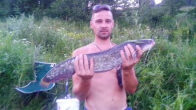 Wels catfish