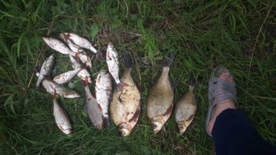 Carp bream ×3 — Rubikių