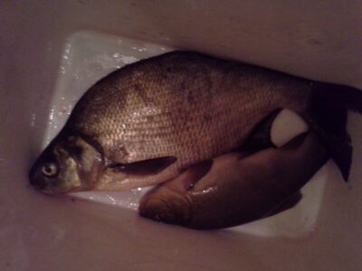 Carp bream — Apušys