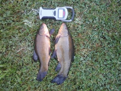Tench — Lamėstas