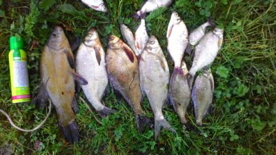 Carp bream — Spenglas