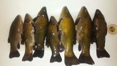 Tench ×7 — Šešuolių