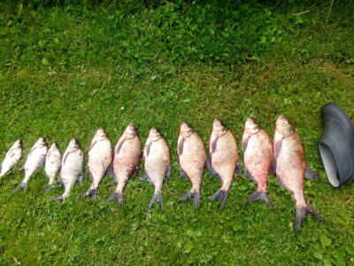 Carp bream ×7 — Paršežeris