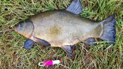 Tench, 1.9 kg — Klaipėdos