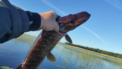 Northern Pike, 1.2 kg — Papes ezers