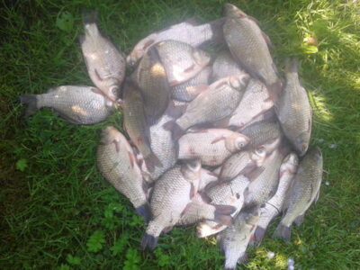 Prussian carp ×29 — Garliavos I-asis