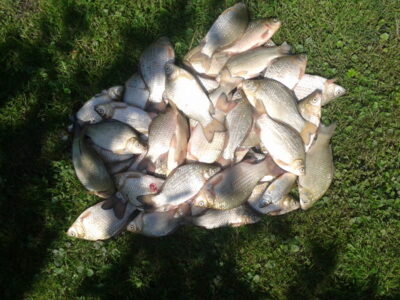 Prussian carp ×50 — Garliavos I-asis