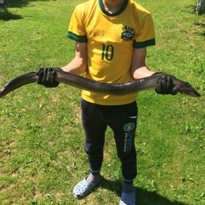 European eel, 1.6 kg — Krokialaukio