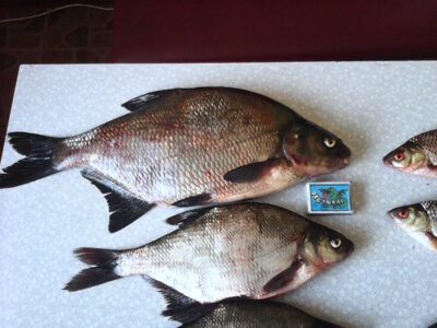 Carp bream — Bubių