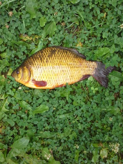 Crucian carp — Apušys