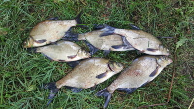 Carp bream ×6 — Kiaunas