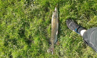 Northern Pike, 2.3 kg
