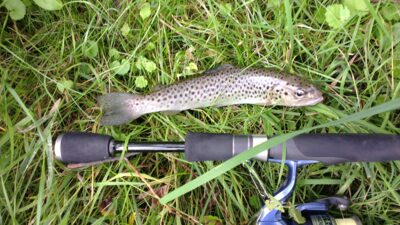 Brown Trout, 0.2 kg — Neris River