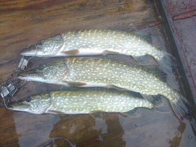 Northern Pike ×3 — Kretuonas