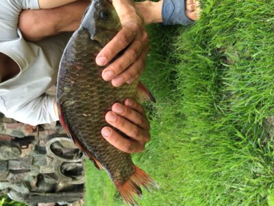 Sidabrinis karosas, 1.2 kg