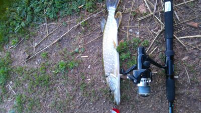 Northern Pike — Kairių