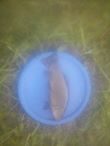 Tench, 0.6 kg