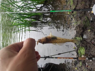Sand goby — Neris River