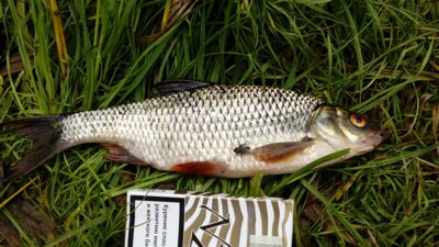 Roach, 0.3 kg — Šalčininkų II-asis