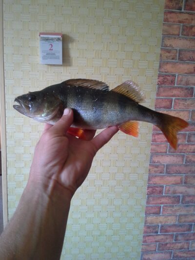 Eurasian perch — Pagryžuvio