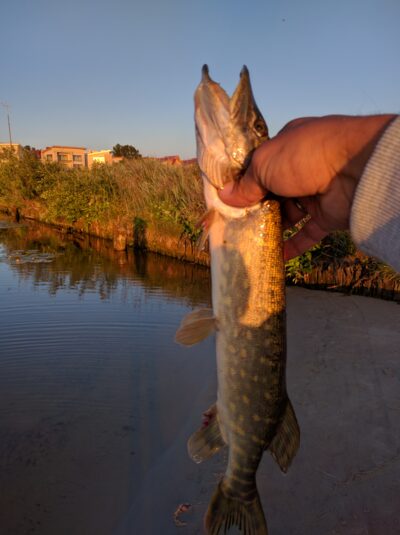 Northern Pike, 0.7 kg — Šventoji