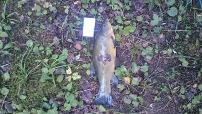 Tench, 1.1 kg — Aukštadvario HE