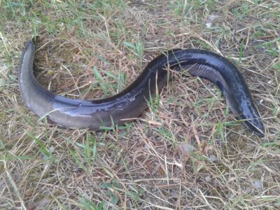 European eel