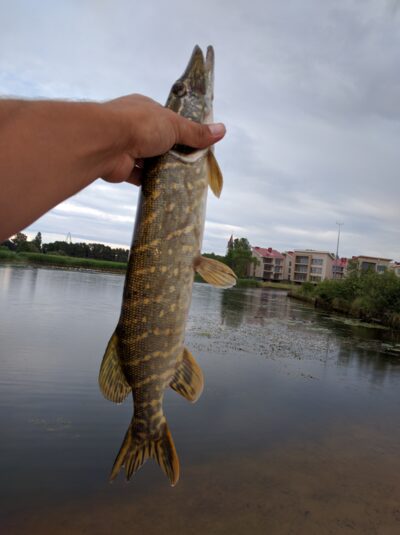 Northern Pike, 1.0 kg — Šventoji