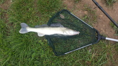 Pike perch, 1.3 kg