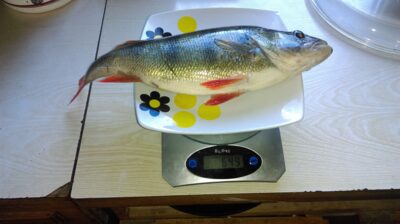 Eurasian perch, 0.6 kg — Viesys