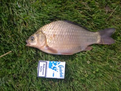 Crucian carp, 0.8 kg