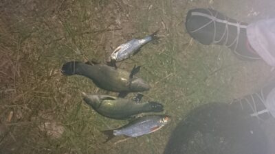 Tench