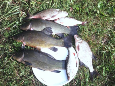 Tench ×3 — Bubių