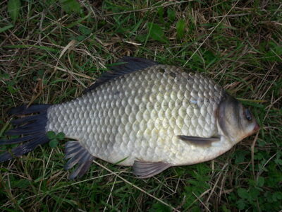 Prussian carp, 1.2 kg
