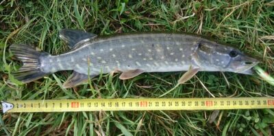 Northern Pike, 0.3 kg — Dargaičių