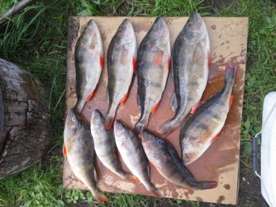 Eurasian perch — Pagryžuvio
