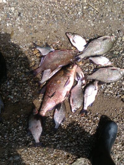 Carp bream ×13