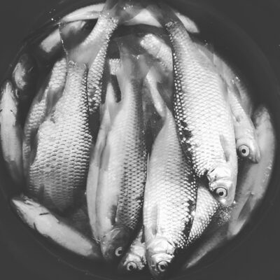 Roach ×34 — Antavilio