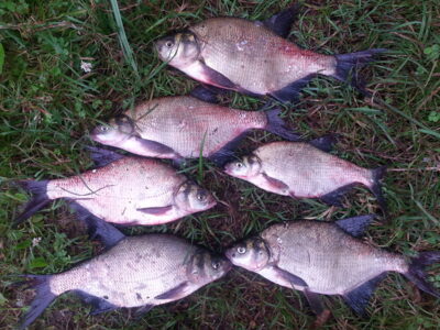 Carp bream ×6 — Visaginas