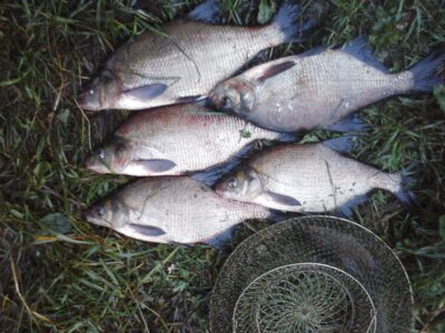 Carp bream ×5 — Lamėstas