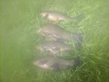 Tench ×4