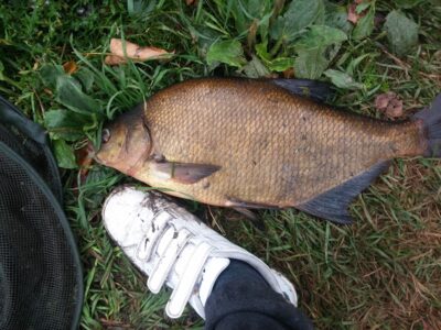 Carp bream, 2.5 kg — Liberiškio