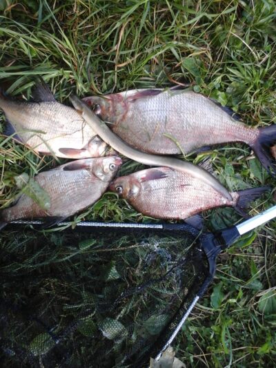 Carp bream ×4 — Lamėstas