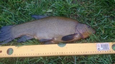Tench, 1.8 kg — Eišiškių HE